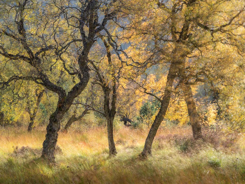 Example image available as a fine-art print