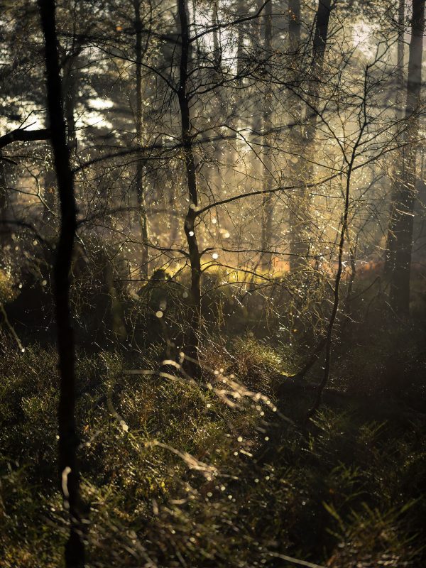 Woodland Elements II