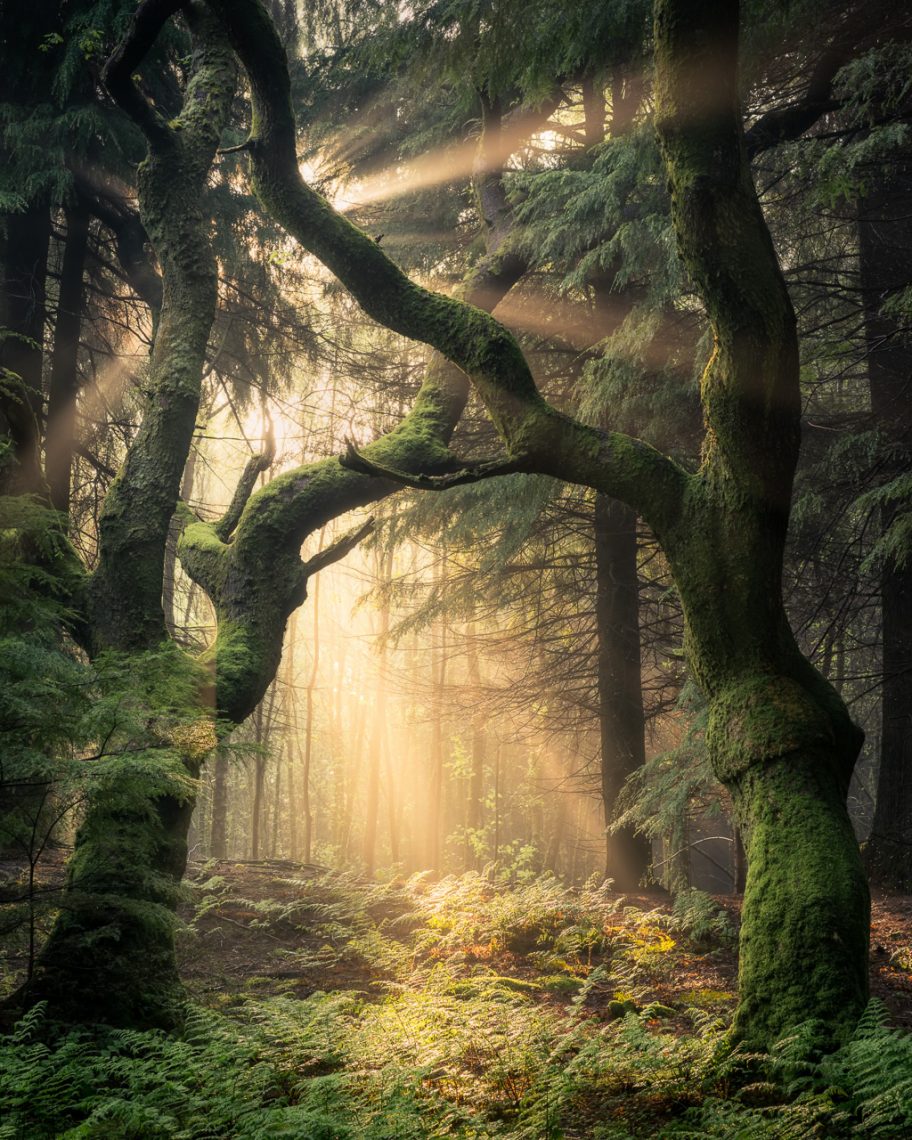 Guardians of the Forest, Wales