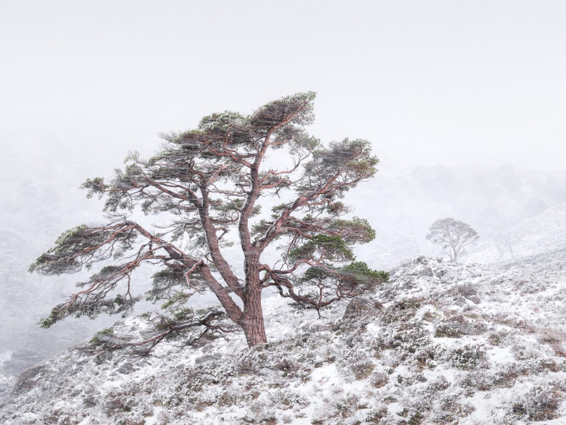 In a Flurry