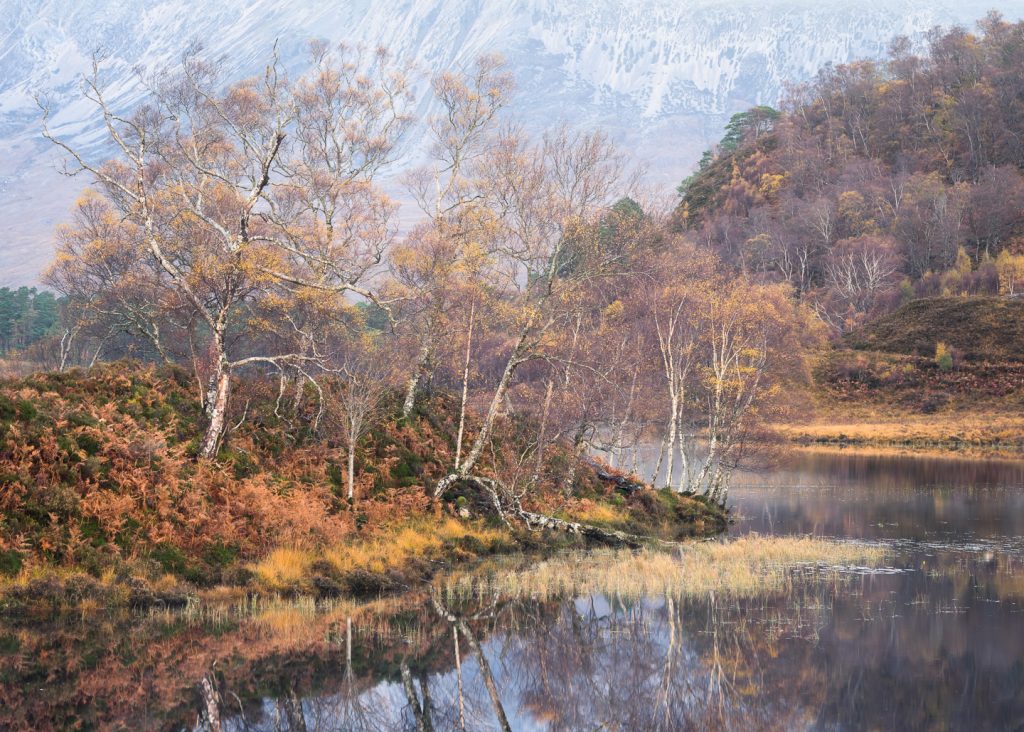 Mountain Birch, Scotland