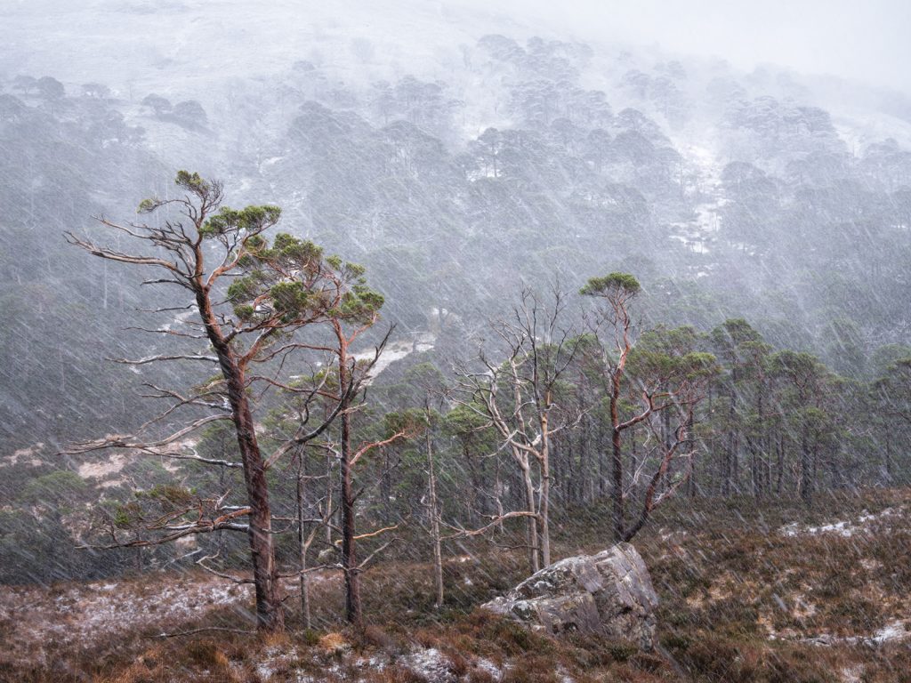 Textured Fragments, Caledonian Forest, Scotland