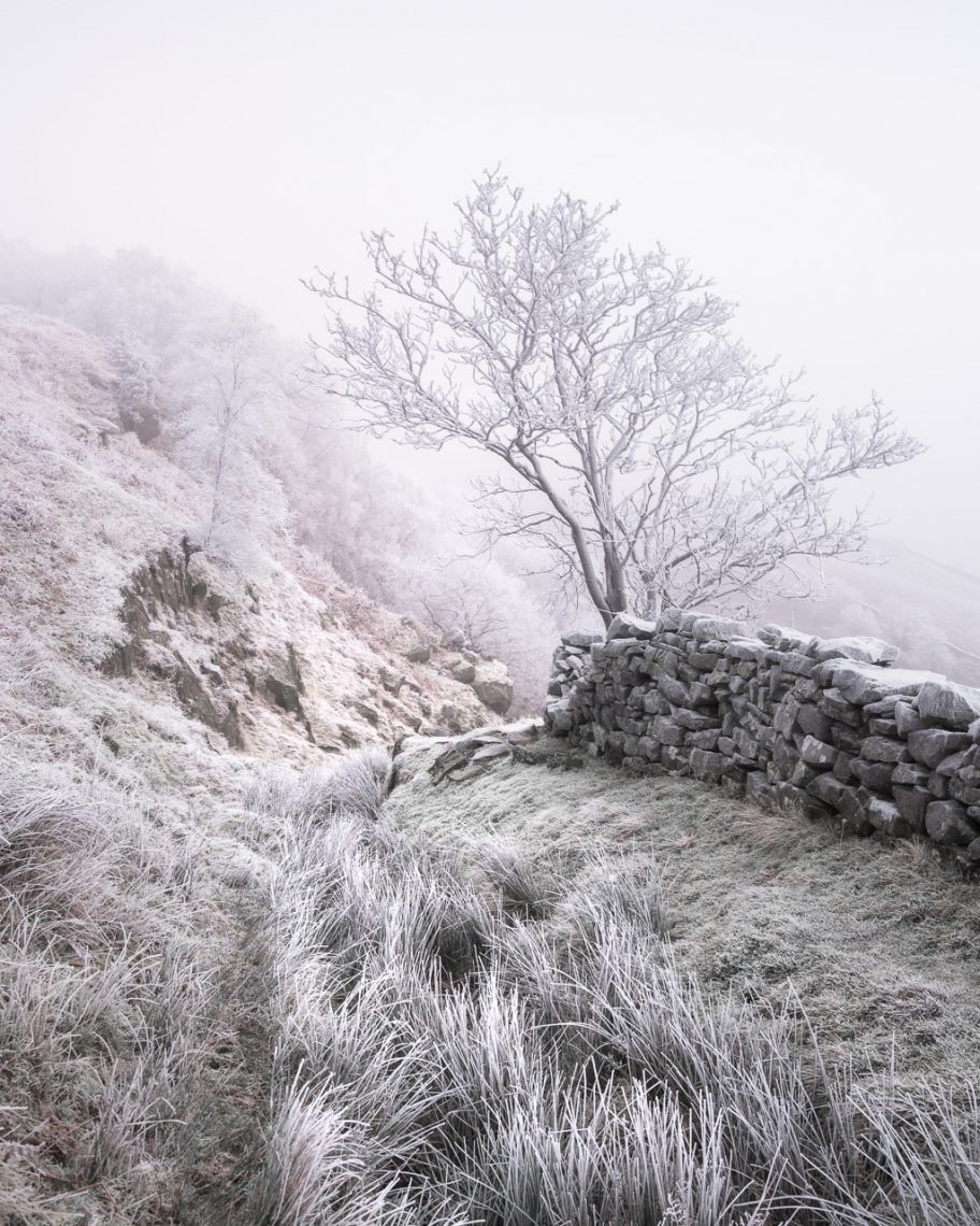 Frosted Rowan