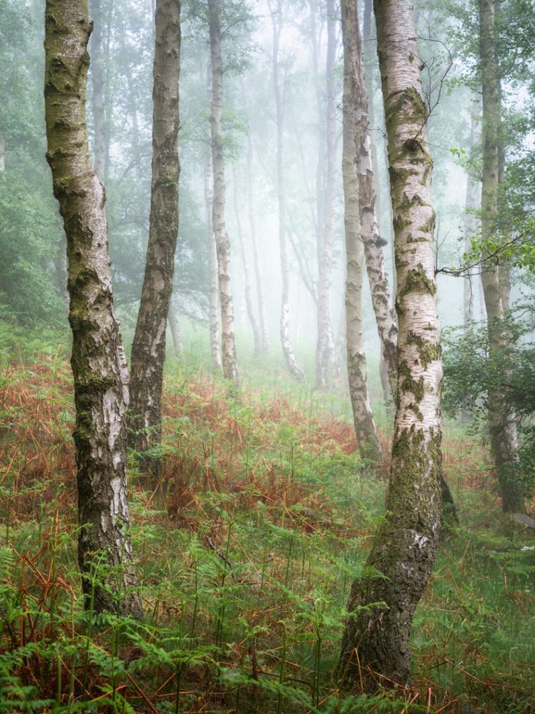 Late spring in a local woodland.