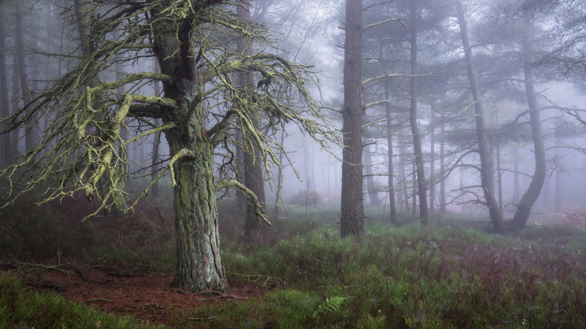 Treebeard