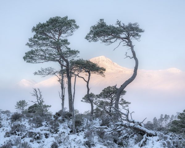 A family of Scots Pine in the Caledonian Forest