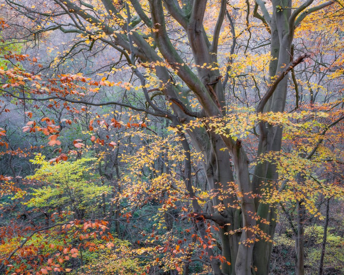 Autumn Layers