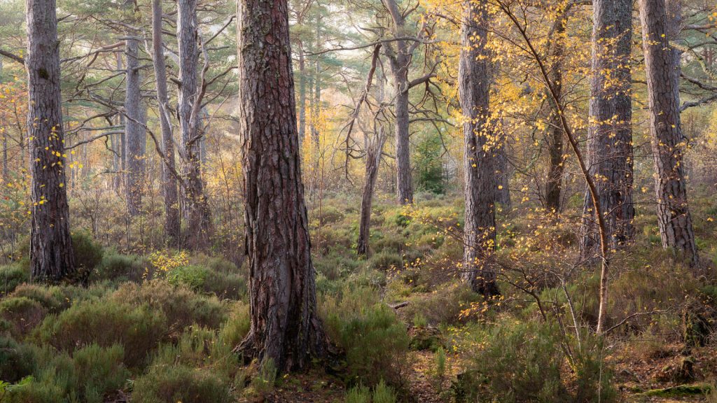 Flecks of Autumn