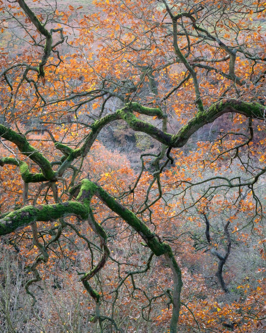 Tree Storm