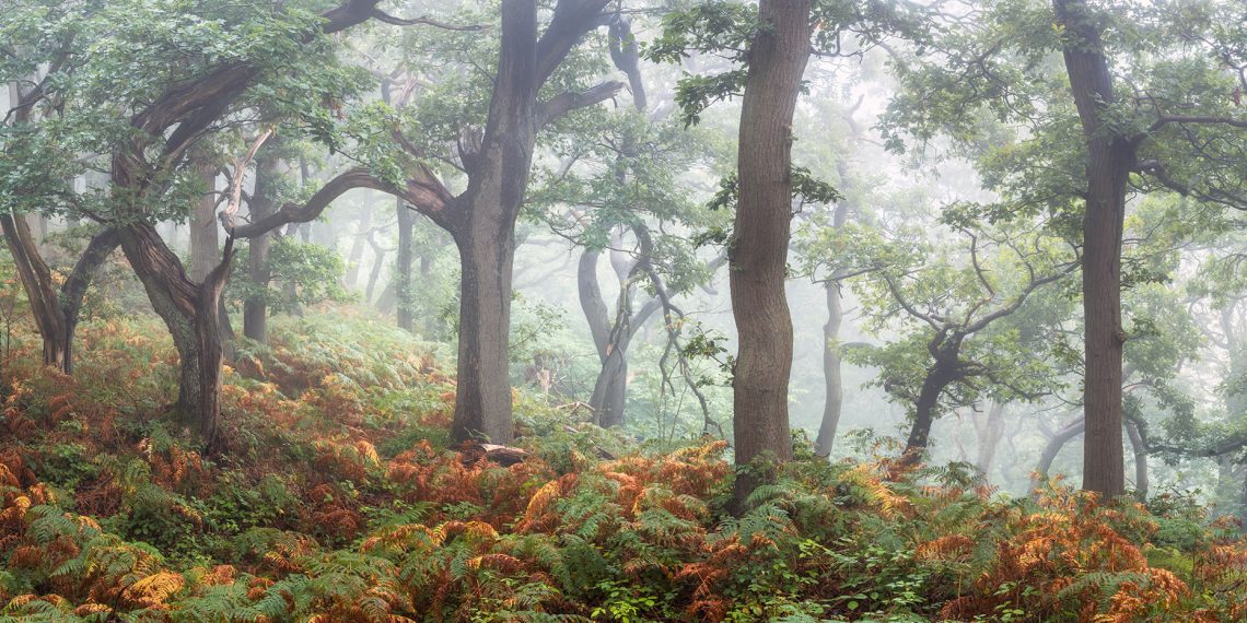 Lothlórien