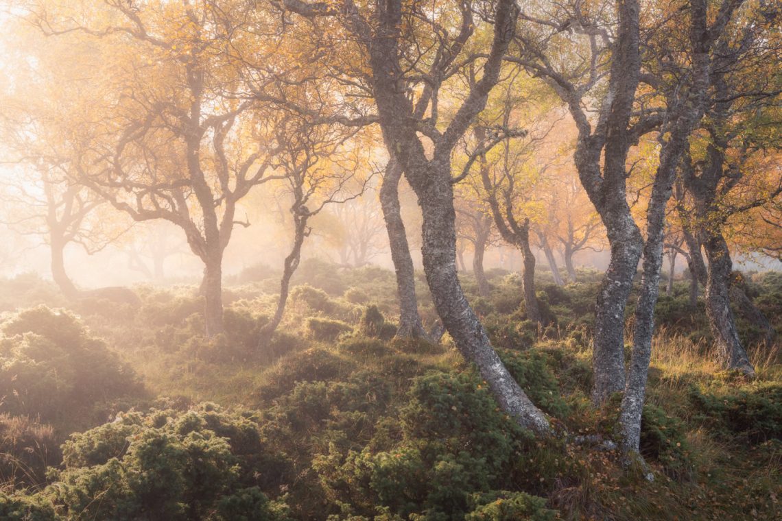 Birch and Juniper in Scotland