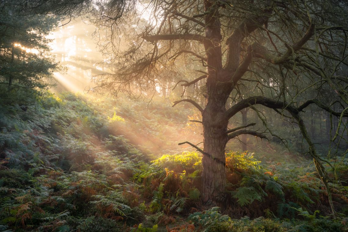 Forest Bathing