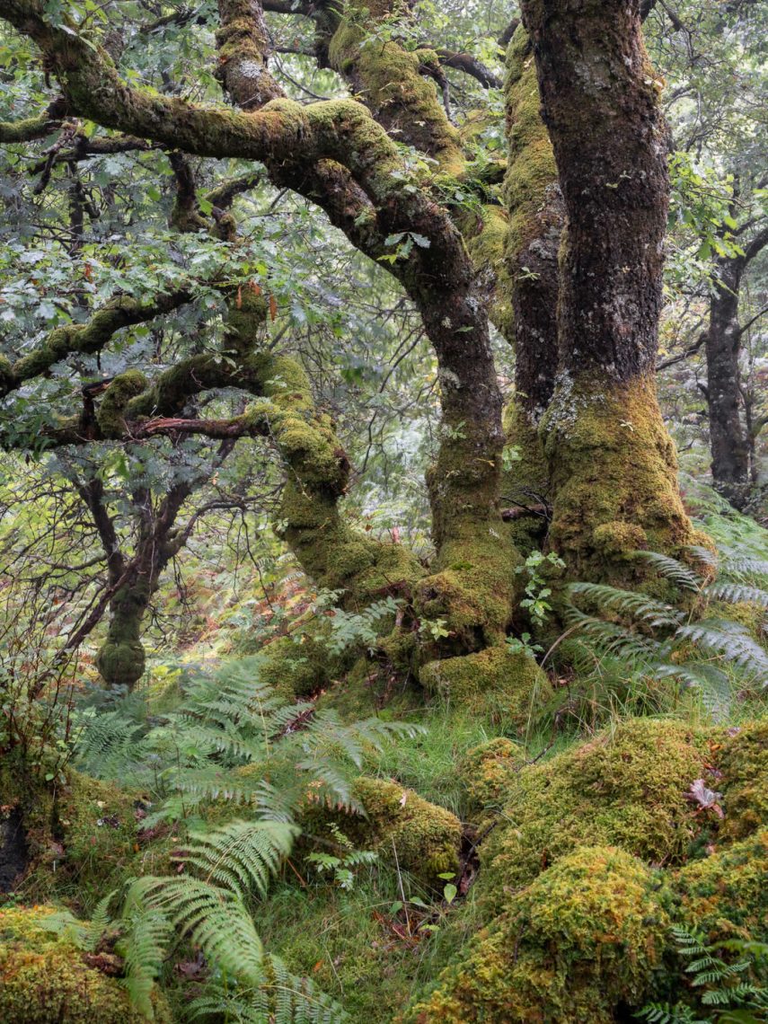 Atlantic Rainforest 1