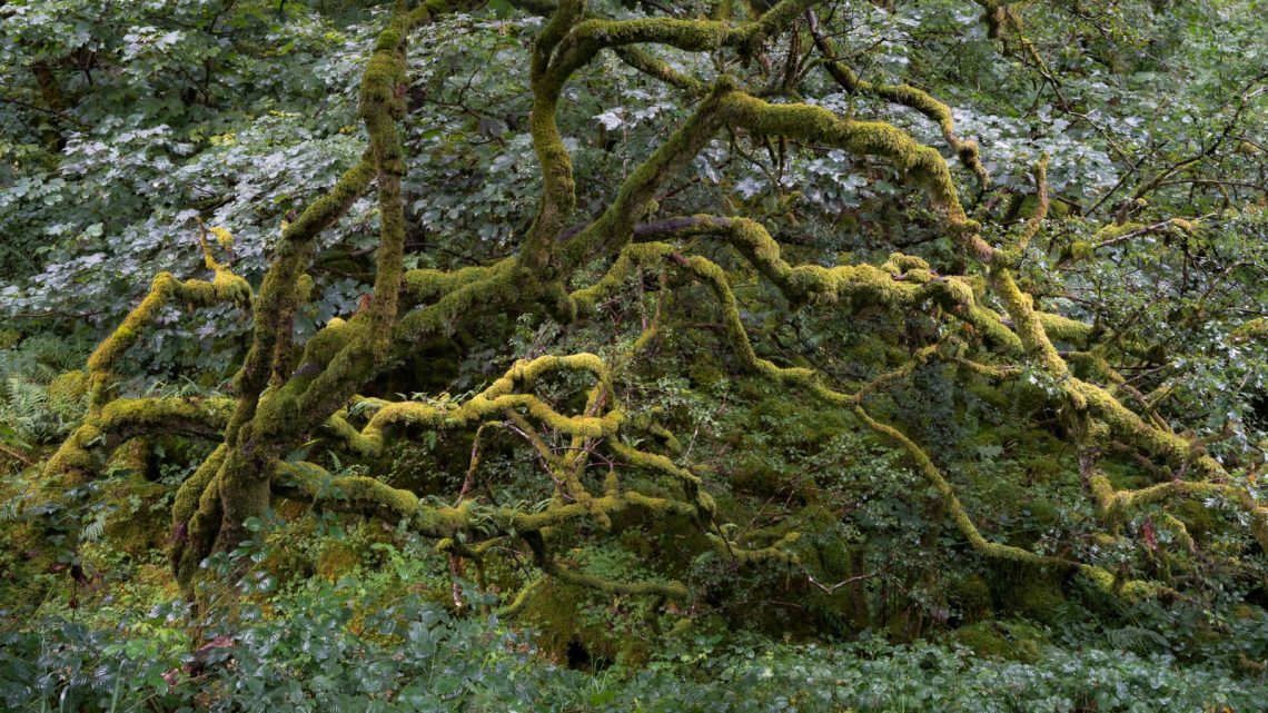 Atlantic Rainforest 2