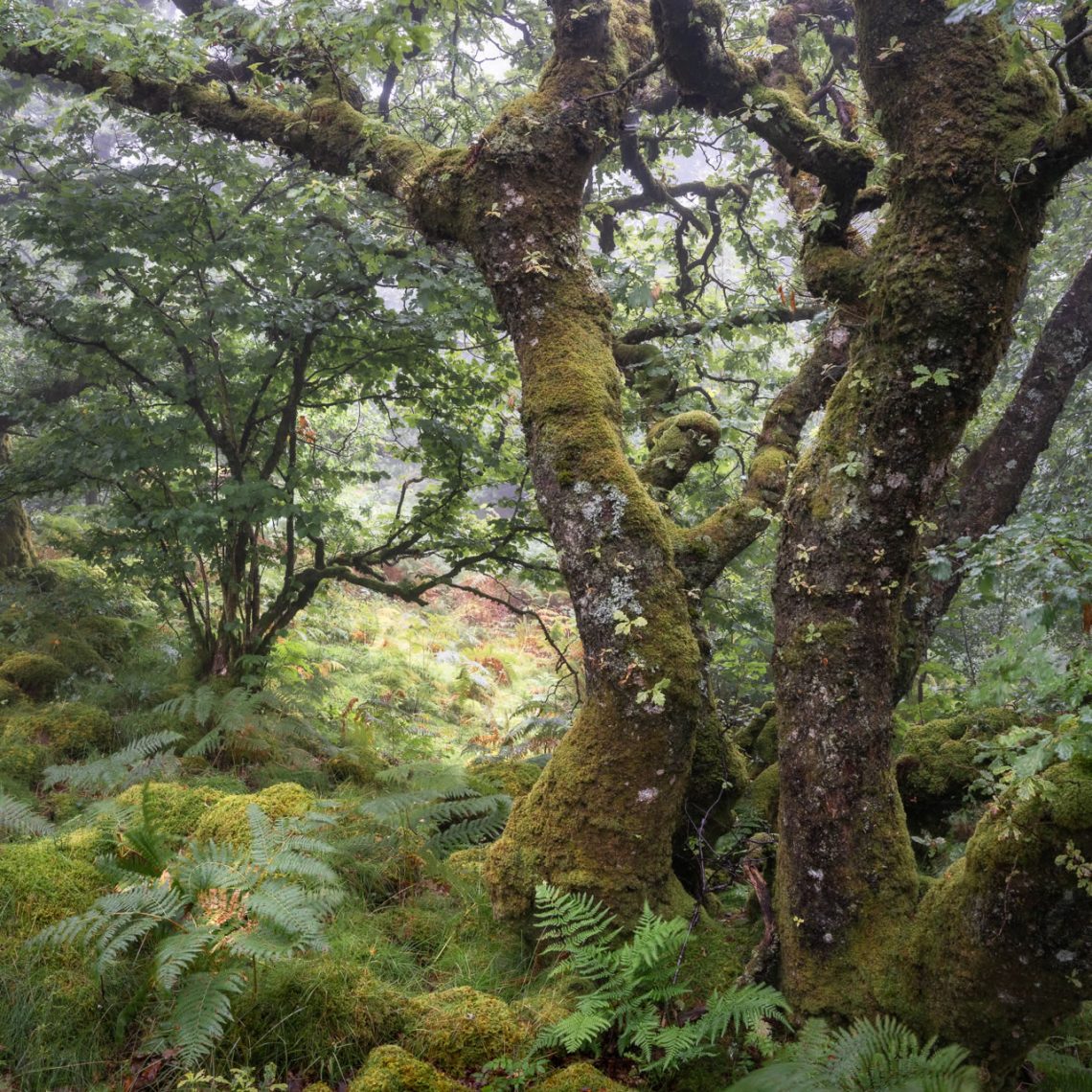 Atlantic Rainforest 3