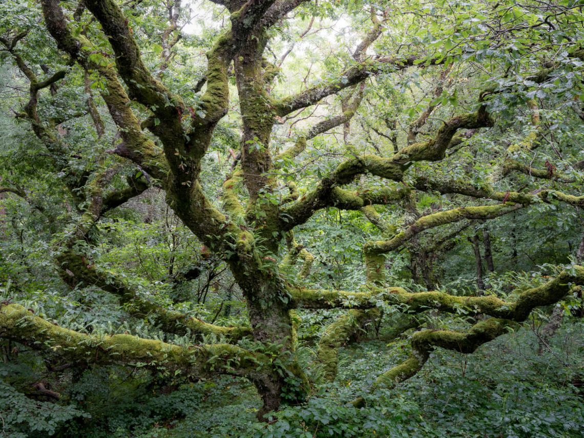 Atlantic Rainforest 4