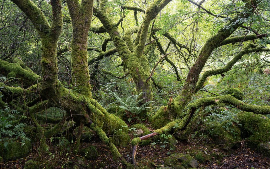 Atlantic Rainforest 5