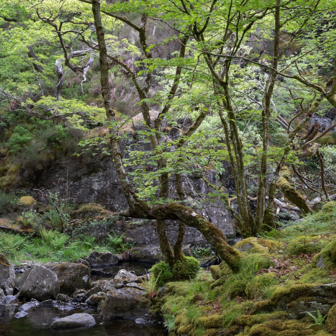 Atlantic Rainforest 8