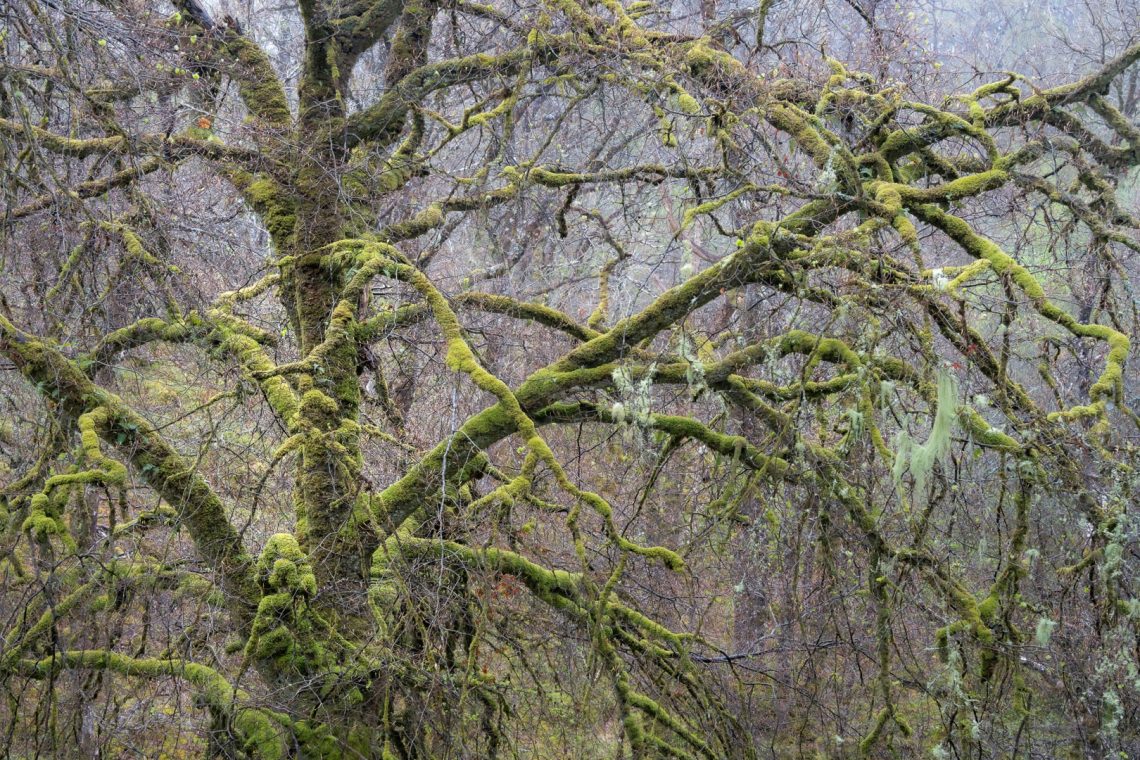 Beech Beard