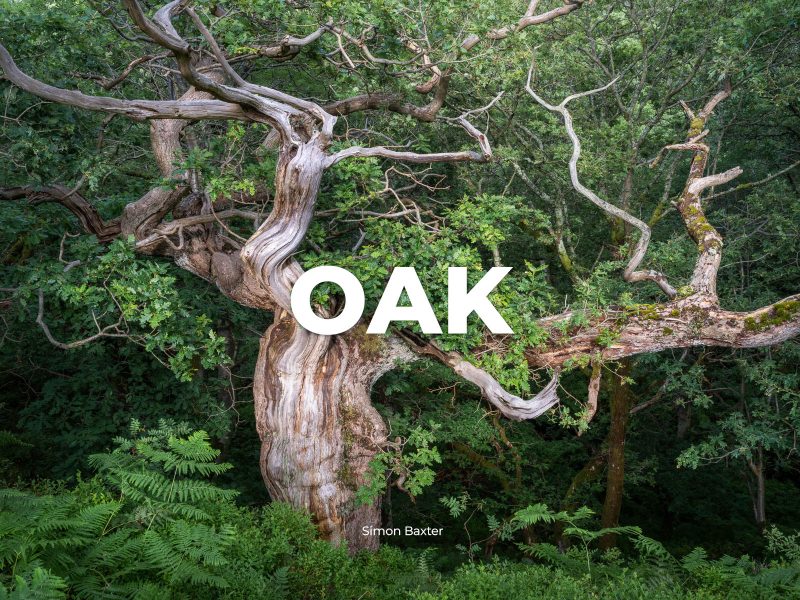 OAK Zine Cover