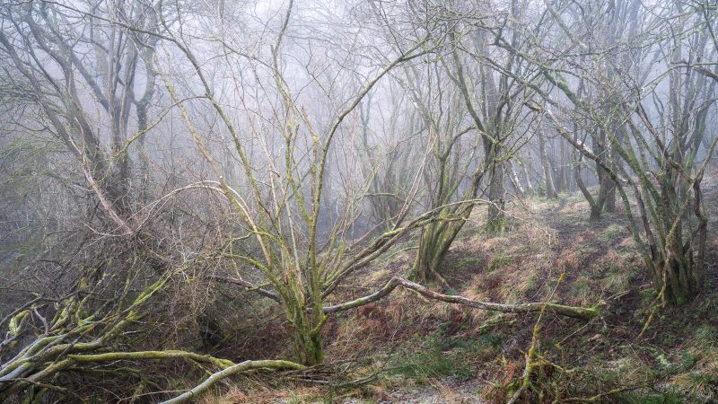 Fluency by Simon Baxter