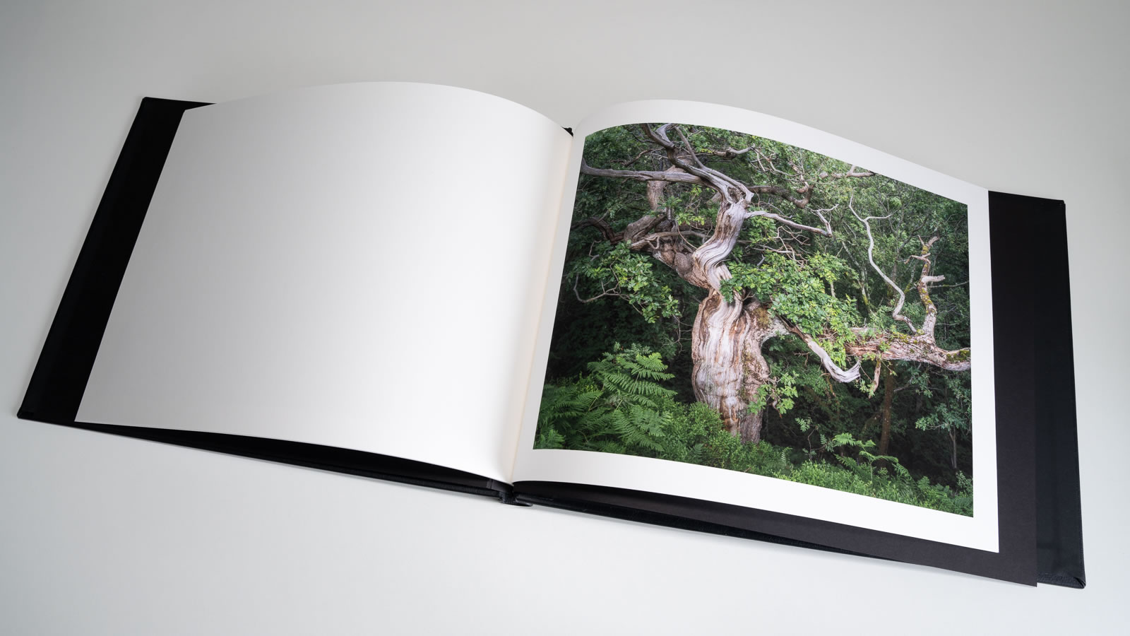 OAK Collectors' Edition - Image 2