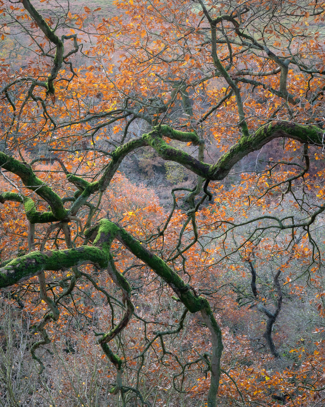 Tree Storm