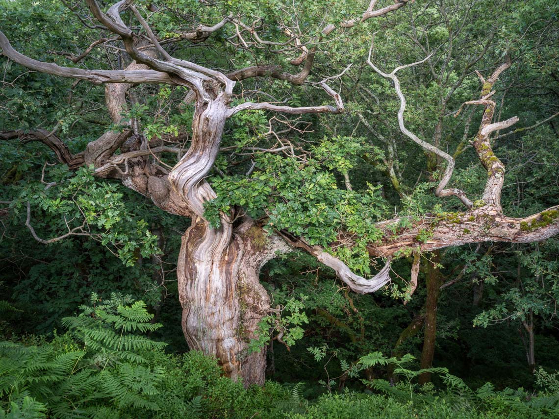 Woodland photograph - Bones of the Past by Simon Baxter