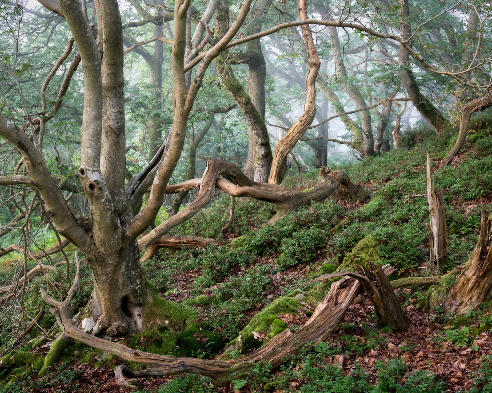 OAK Collectors' Edition - Image 6