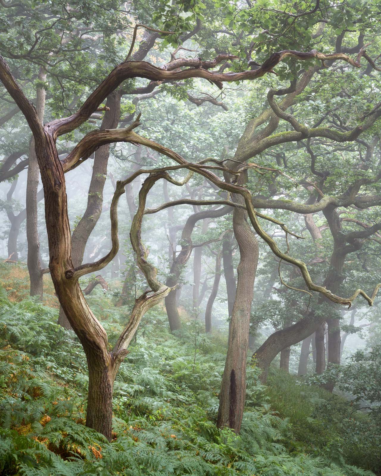 OAK Collectors' Edition - Image 4