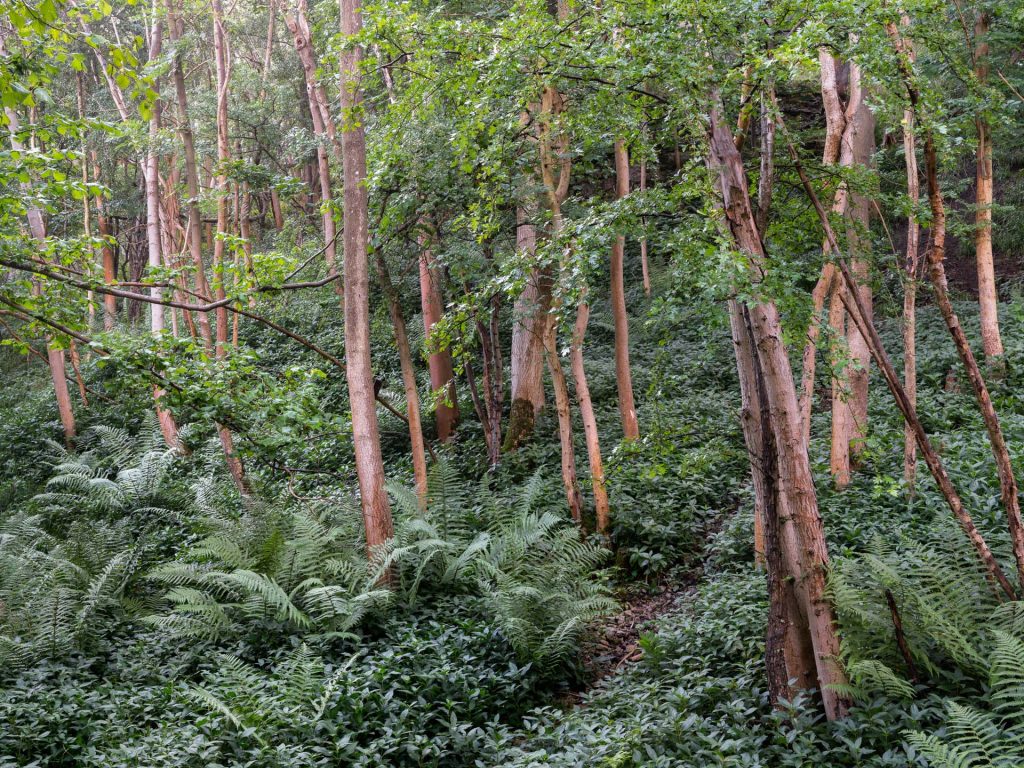 Dieback Alley