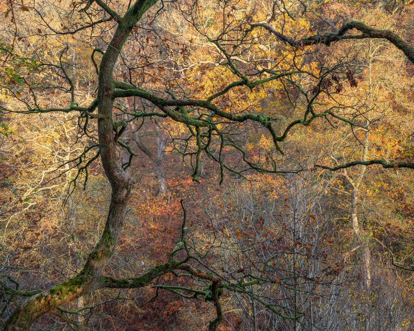 OAK Collectors' Edition - Image 7