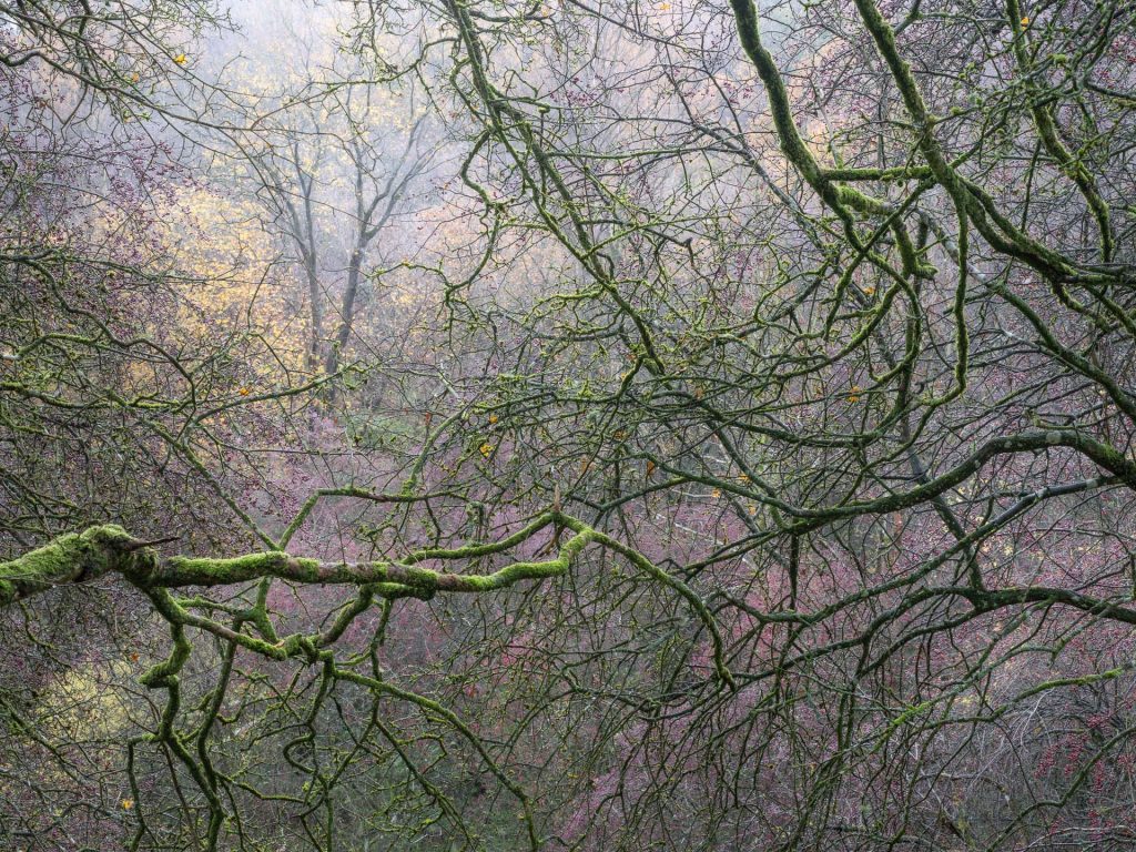 Hawthorn Haze