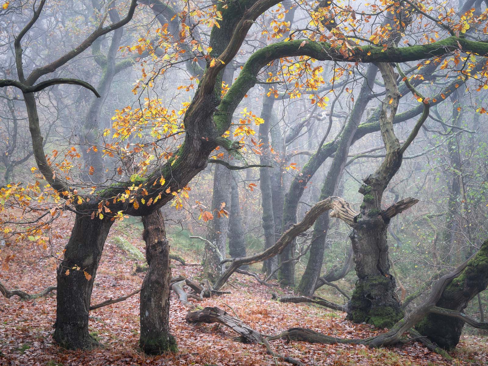 OAK Collectors' Edition - Image 12
