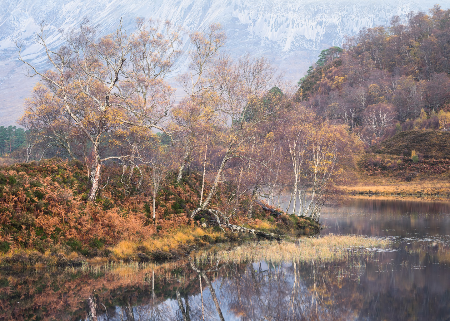 Mountain Birch