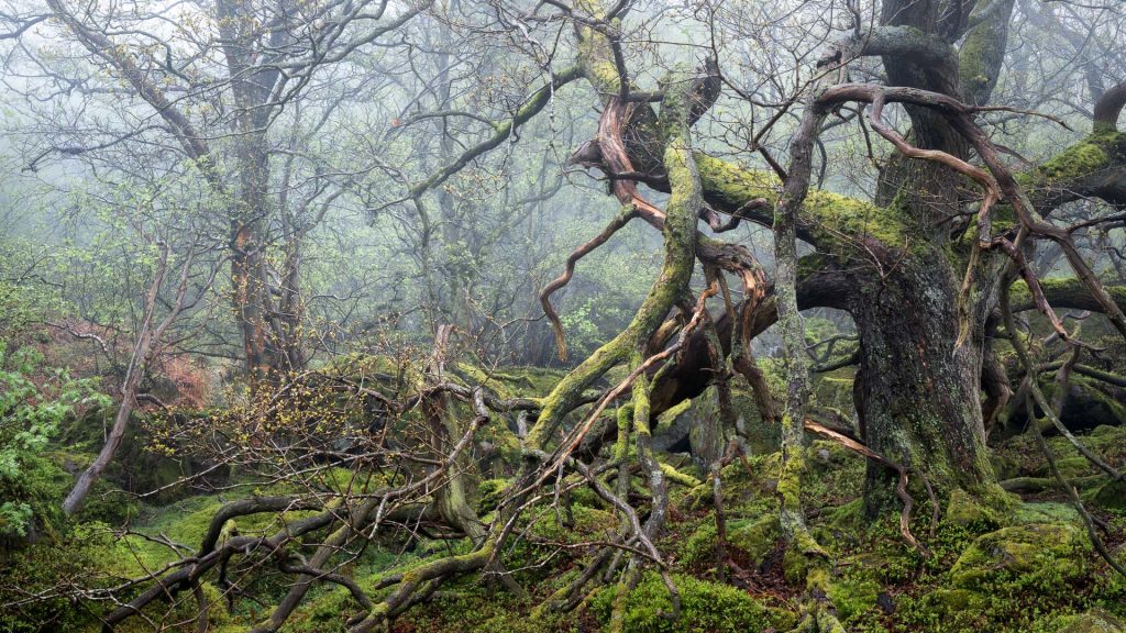 Nature of the Beast