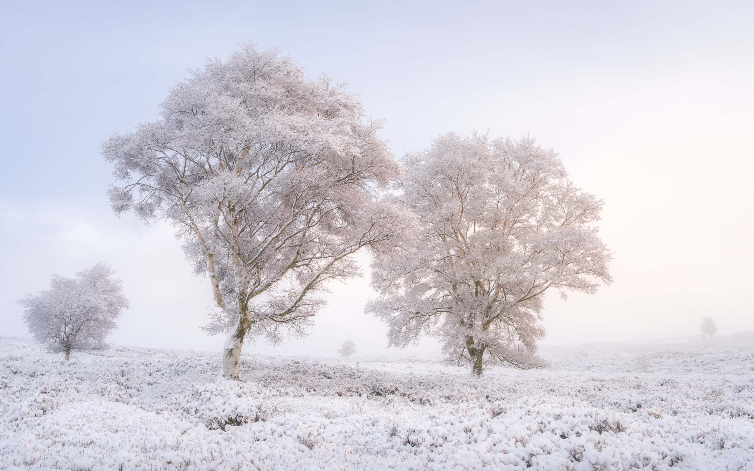 Frost-covered birch trees standing together in a quiet winter landscape.
