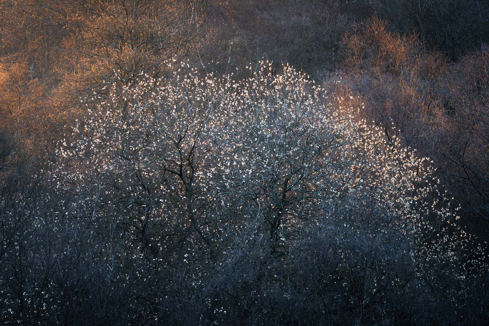 Salix Sunrise