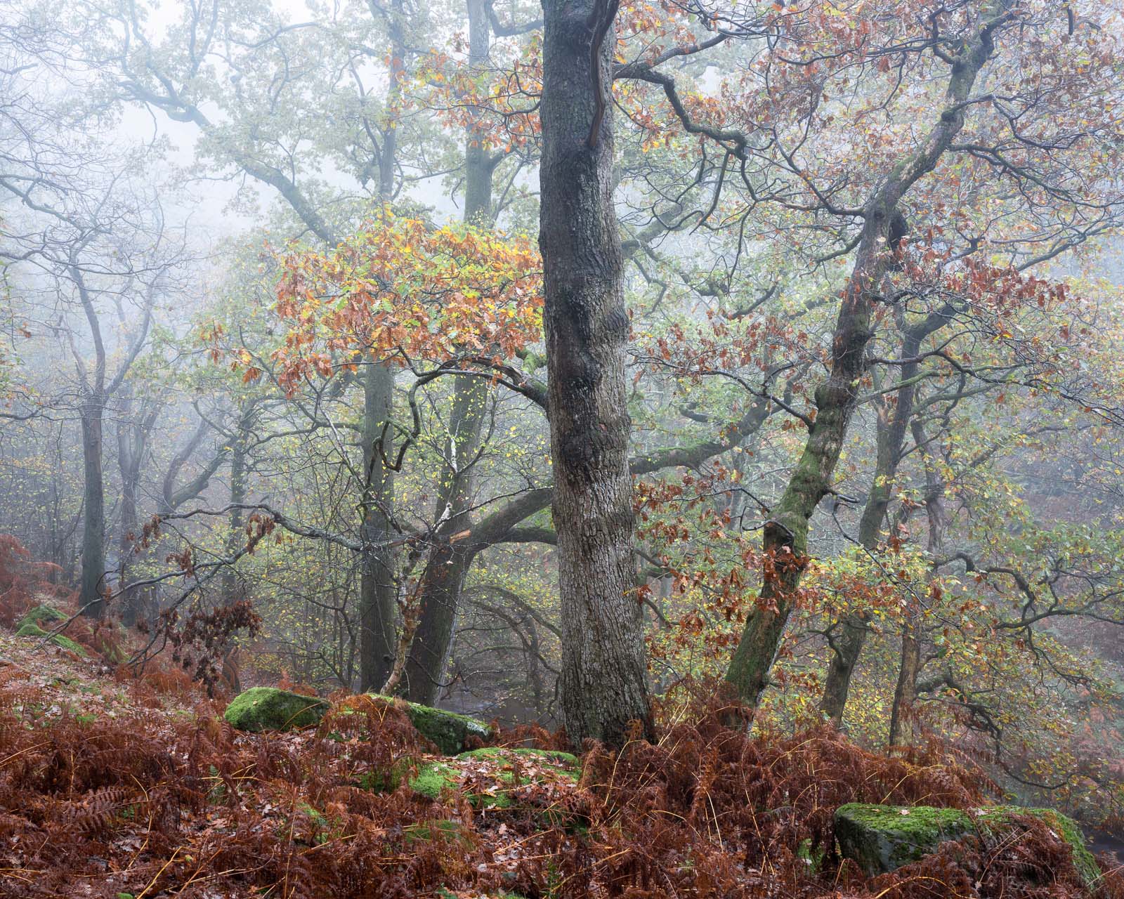 OAK Collectors' Edition - Image 8